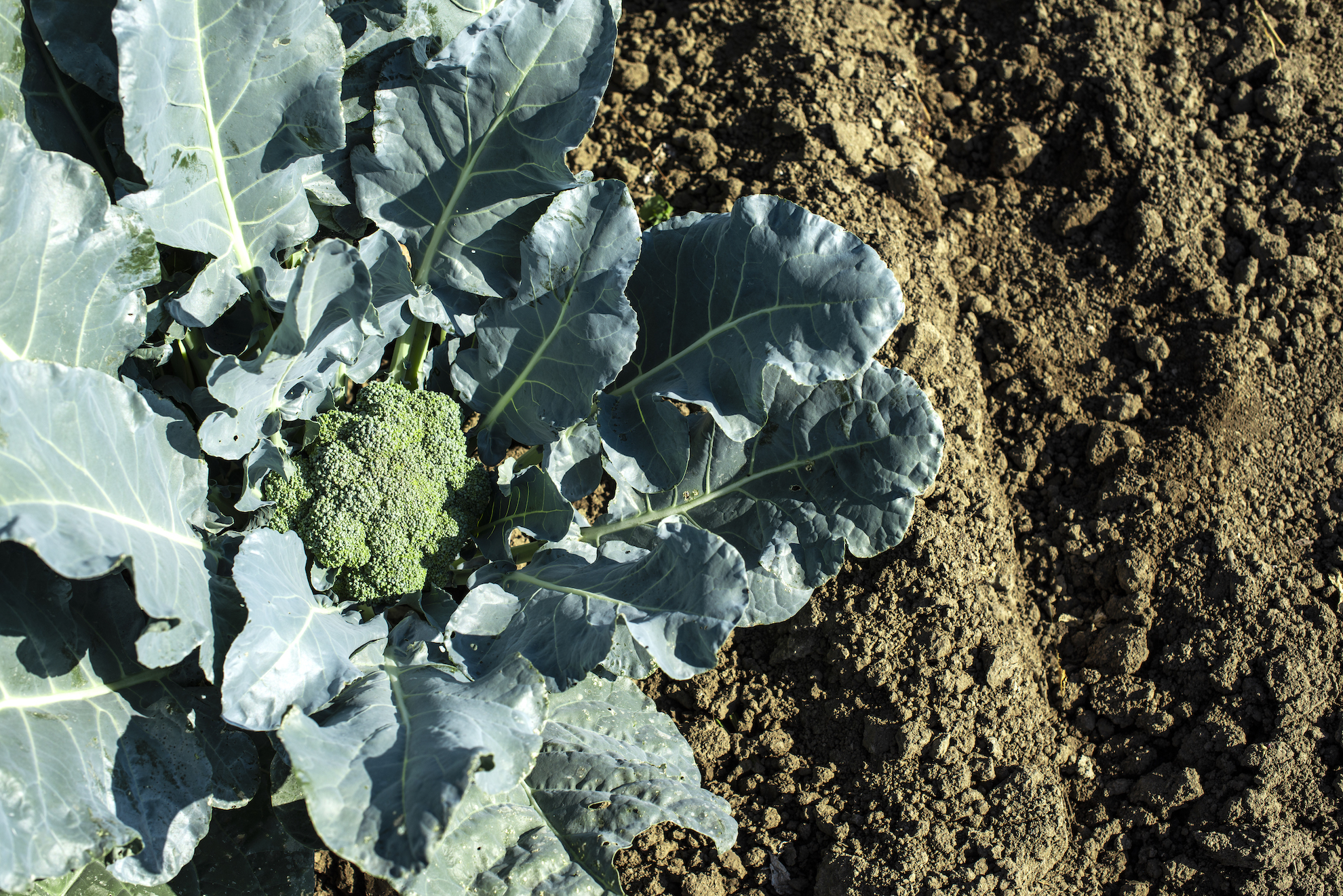 Close up broccoli in a farm. Big broccoli plantation. Concept for growing broccoli.