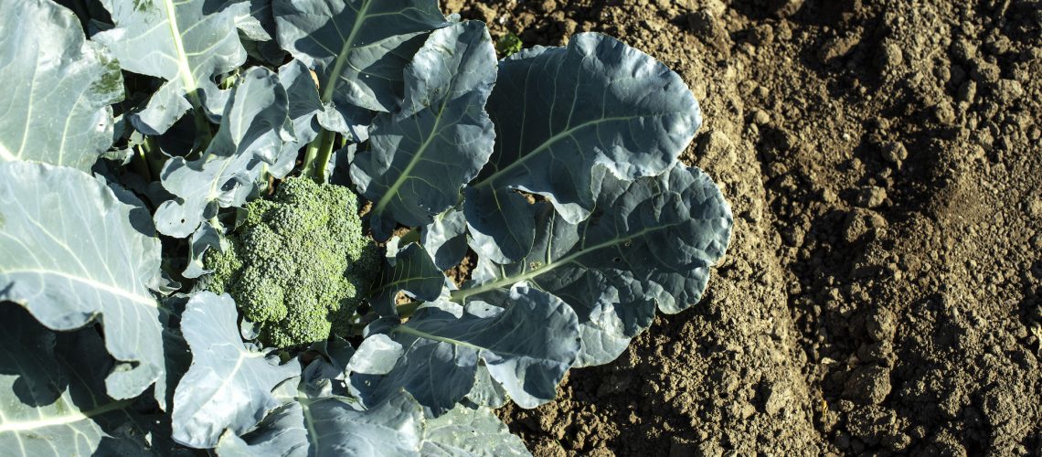 Close up broccoli in a farm. Big broccoli plantation. Concept for growing broccoli.