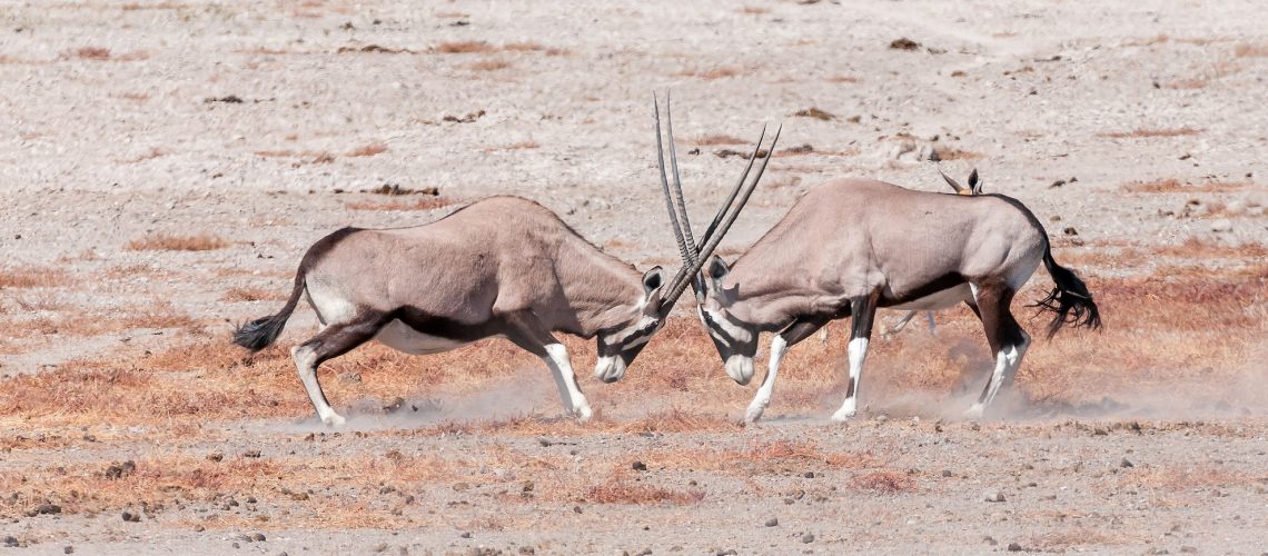 Two oryx fighting