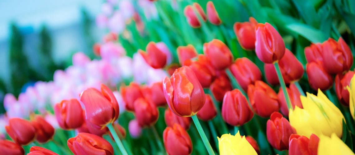 Colorful of tulips in garden.